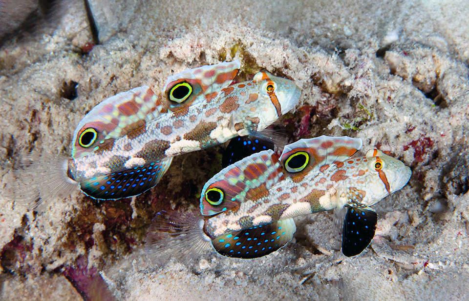 Le uova schiudono nella tana coniugale ed anche se viene prelevato spesso per gli acquari domestici non è una specie in pericolo.