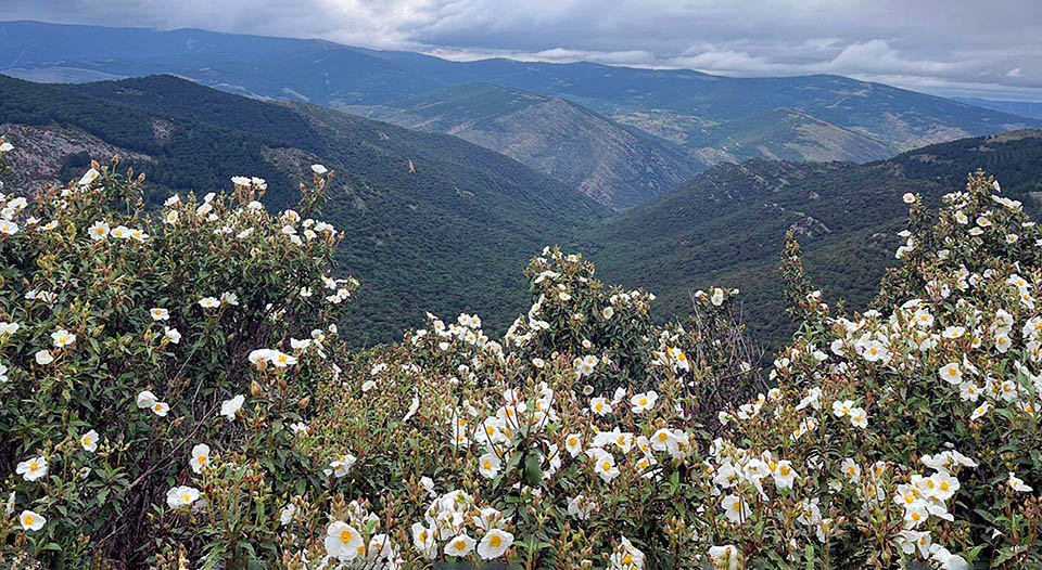 Cistus laurifolius Cistus laurifolius range is divided in two sectors almost completely separate: the western (Morocco, Iberian Peninsula, southern France) and the eastern (Greece and European Turkey, Anatolian Peninsula and Black Sea Basin). Conversely, Greece excepted, it's absent in the Balkan Peninsula and in the Mediterranean islands.