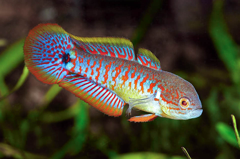 Tateurndina ocellicauda, Ghiozzo pavone Décrit seulement en 1955, le Tateur ou Dormeur à queue ocellée (Tateurndina ocellicauda) est un poisson d'eau douce originaire de l'est de la Papouasie-Nouvelle-Guinée.