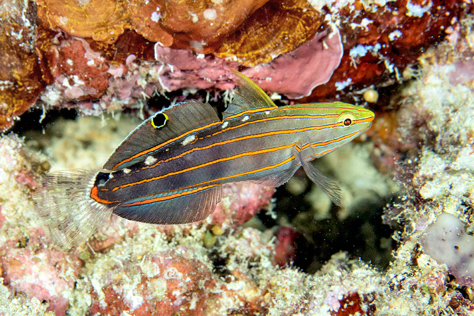 8,5 cm long at most, Koumansetta rainfordi is a camouflage master among the corals. It has two dorsal fins. The fist, higher, is often folded.