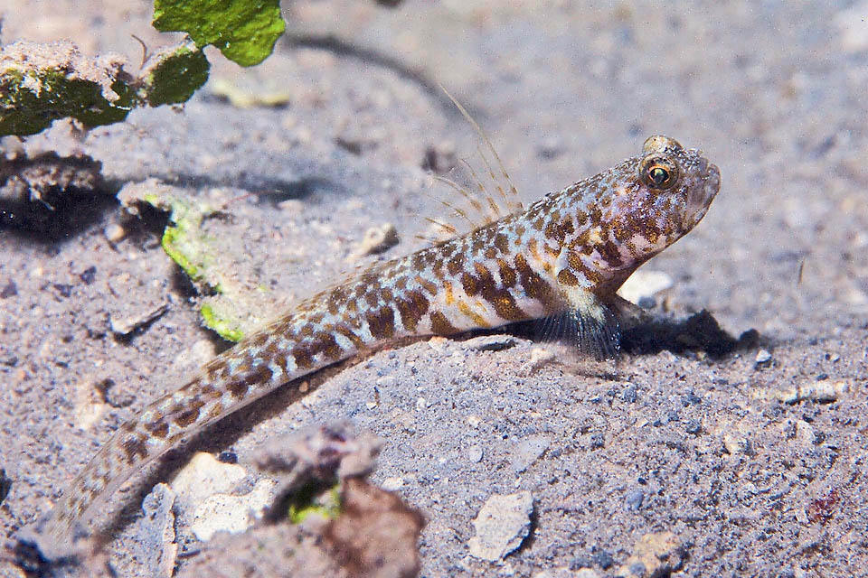 Nes longus Il vit sur les fonds sableux des Caraïbes, où, sans un terrier à proximité, il n'est pas facile d'échapper à la vue des prédateurs.