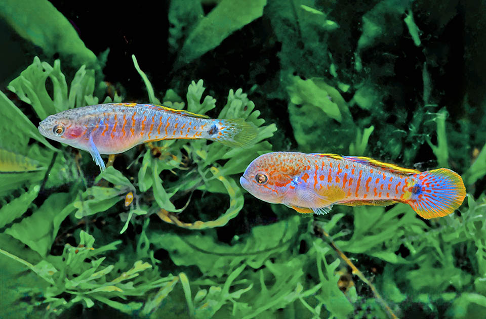 Tateurndina ocellicauda, Ghiozzo pavone Tateurndina ocellicauda vit en bancs dans la végétation des cours d'eau limpides de la forêt pluviale. Les mâles, mesurant jusqu'à 7,5 cm de long, sont plus grands que les femelles et ont une tête massive.