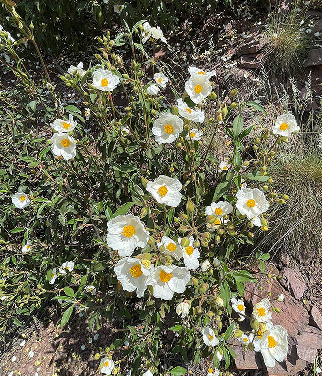 Cistus laurifolius The hermaphroditic and actinomorphic flowers are quite big, decidedly ephemeral and merged in 4-8 groups, on cymose inflorescences looking more or less umbelliform and long pedunculate.