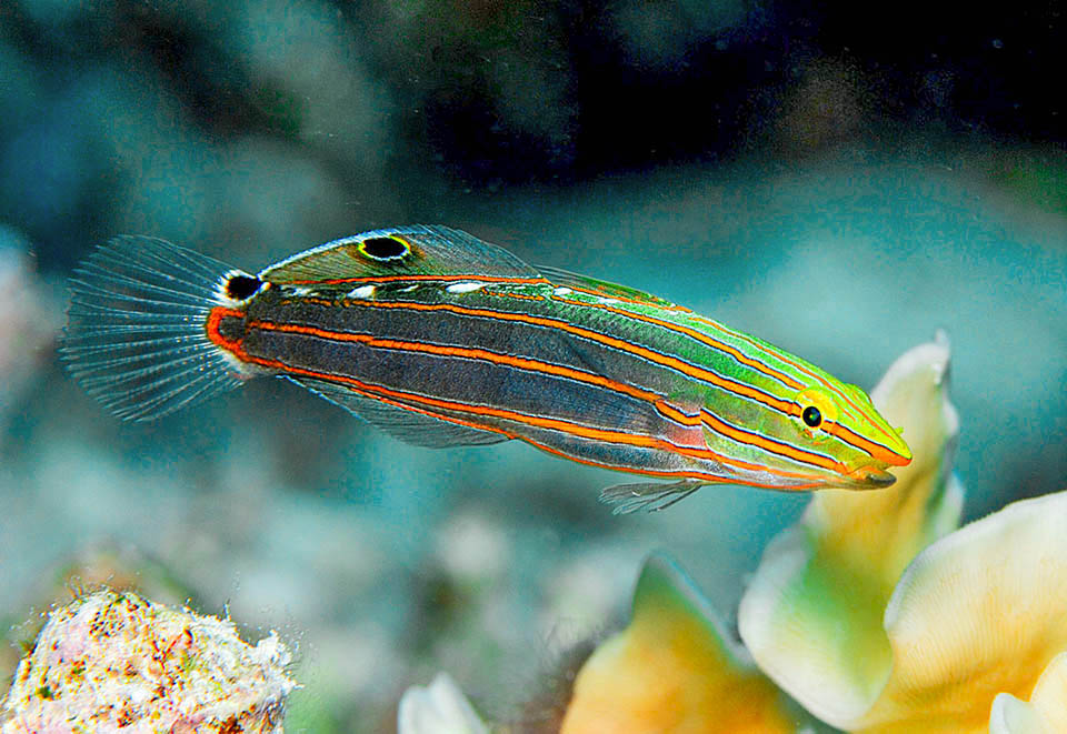The second has a fake eye for confusing the predators, followed by two more at the end of the caudal peduncle.