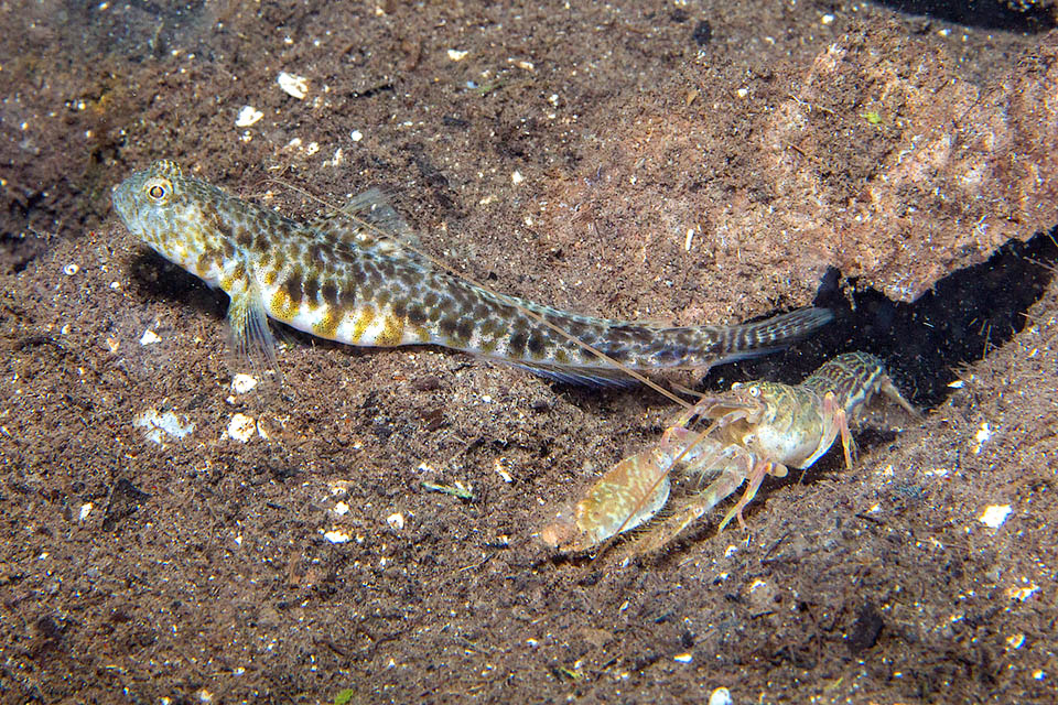 Nes longus Pour survivre, il s'est donc associé avec Alpheus floridanus, une crevette fouisseuse mal voyante, elle aussi en danger car peinant à repérer l'arrivée des prédateurs.