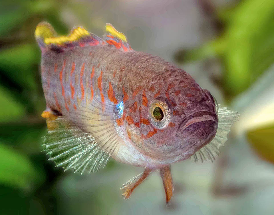 Tateurndina ocellicauda, Ghiozzo pavone Tateurndina ocellicauda appartient à la famille Eleotridae et à l'ordre Gobiiformes, mais pas à la famille Gobiidae car les nageoires pelviennes ne sont pas jointes pour former la ventouse classique.