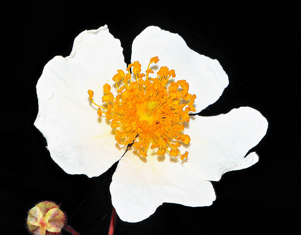 Cistus laurifolius They may reach 6 cm of diameter. The stamens of Cistus laurifolius, like in all Cistus, are rich in pollen.