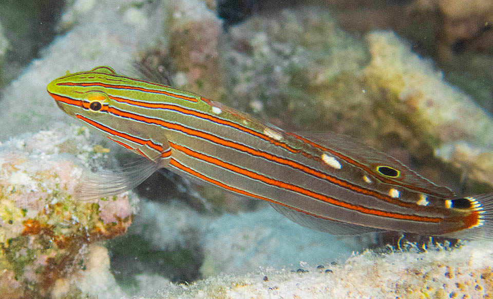 In the dark enter in play the fake dorsal fake eyes. The parallel orange red lines break the outline of the fish whilst one hides the true eye.