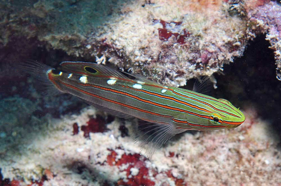 After fecundation, the eggs laid in the nest chosen on the seabed are surveyed by the male until hatching. Koumansetta rainfordi is not an endangered species.