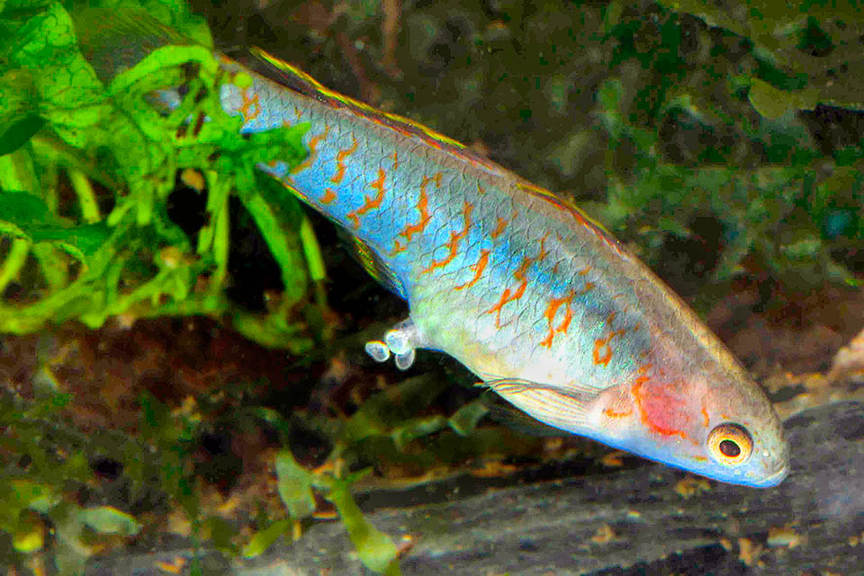 Tateurndina ocellicauda, Ghiozzo pavone Les femelles de Tateurndina ocellicauda pondent généralement une vingtaine d'œufs fixés au substrat.