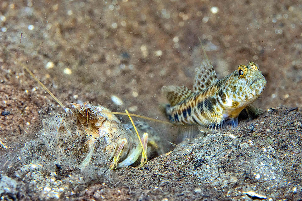 Nes longus Pendant que Nes longus monte la garde, Alpheus floridanus agrandit son terrier et fait un peu de ménage en débusquant des petites proies pour le gobie.