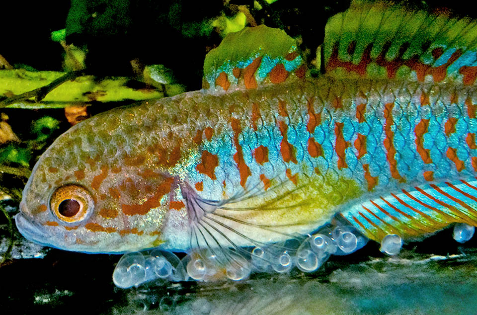 Tateurndina ocellicauda, Ghiozzo pavone Après la fécondation, le mâle de Tateurndina ocellicauda monte la garde jusqu'à l'éclosion des œufs, repoussant même sa partenaire.