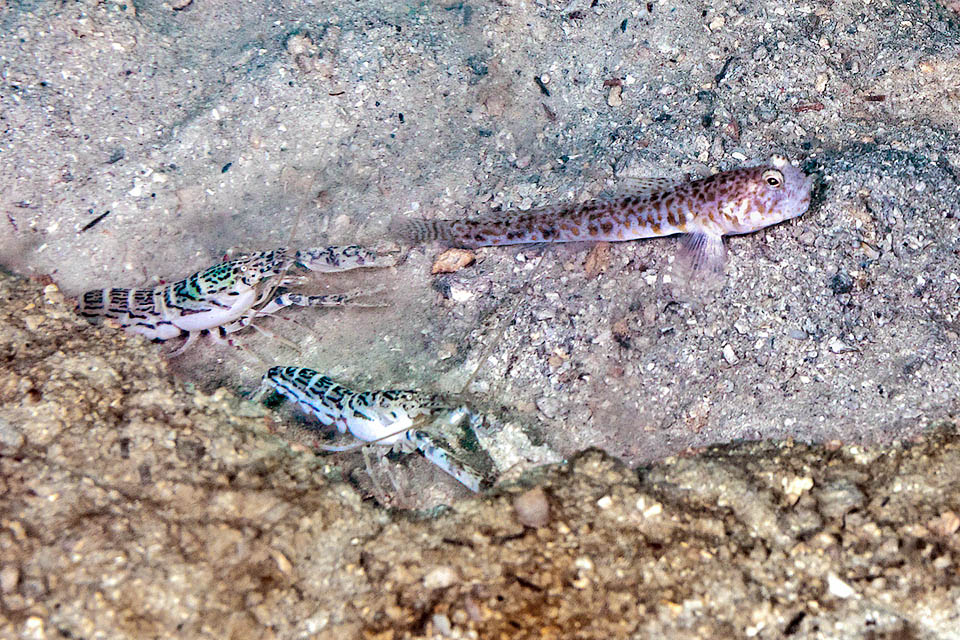 Nes longus Il n'est pas rare que Nes longus vive avec un couple de crevettes qui le câlinent, le touchant avec leurs antennes pour s'assurer qu'il est toujours là, montant la garde.