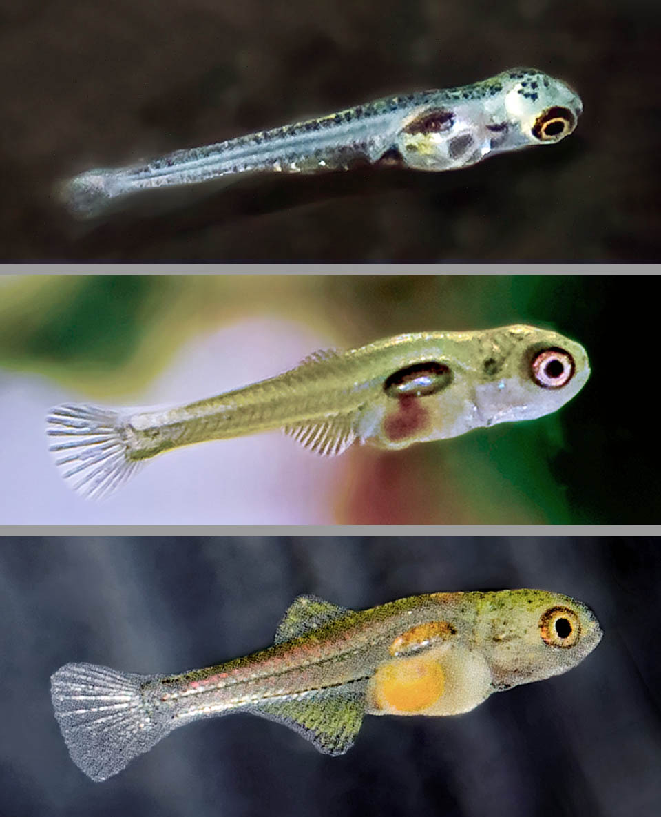 Tateurndina ocellicauda, Ghiozzo pavone Croissance d'une larve à 2, 10 et 15 jours après la naissance. En aquarium, ils se nourrissent de microvers d'avoine, puis de nauplies d'Artemia salina, de Cyclops et enfin de nourriture sèche.