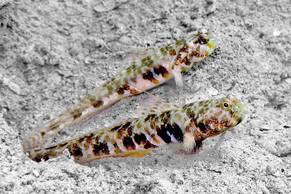 Nes longus Et les couples de gobies sont également les bienvenus dans la tanière. Pour le dîner, les crevettes partagent souvent avec eux leurs petites proies.