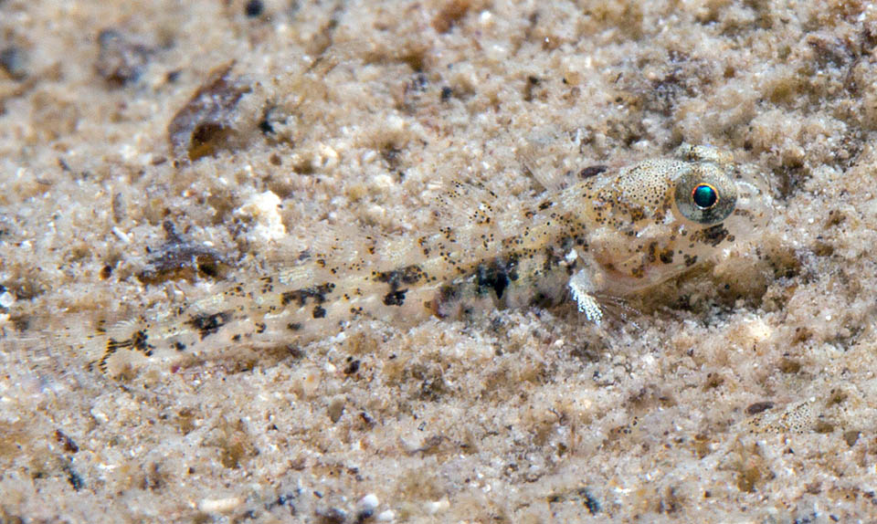 Nes longus Un gobie juvénile vient de quitter le terrier et s'aventure sur le fond. Le camouflage est parfait et il cherche son Alpheus floridanus.