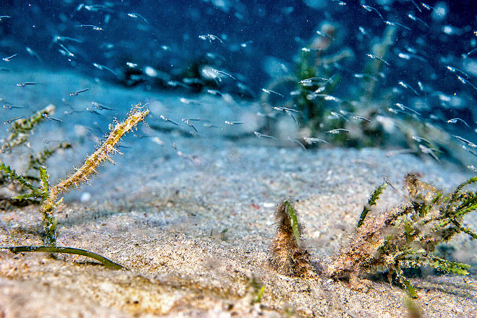 A metà strada fra un cavalluccio e un pesce ago, Amphelikturus dendriticus, il Pesce ago cavalluccio dell’Atlantico occidentale, vive centrato sui Caraibi.