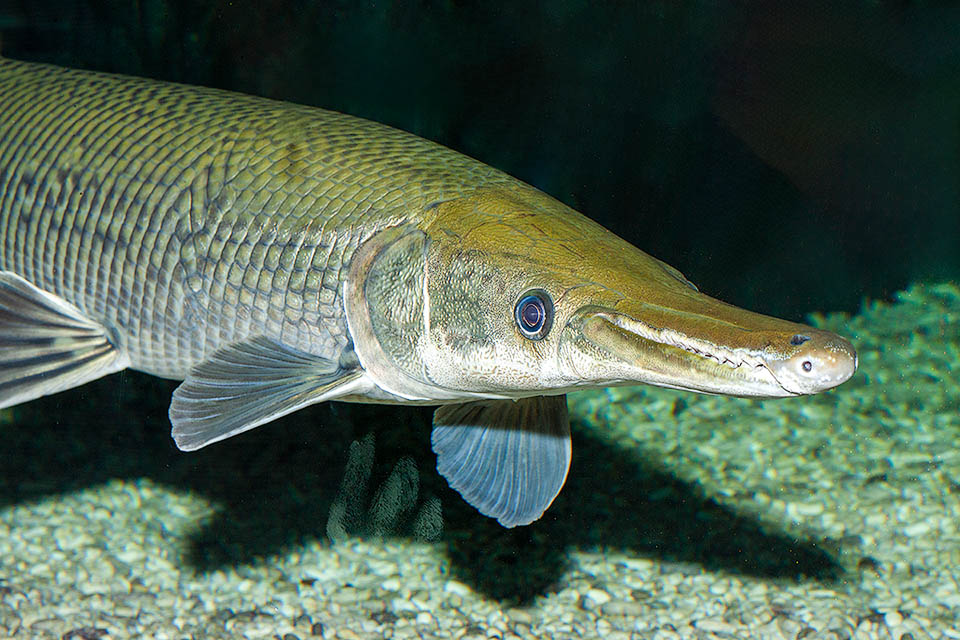 Atractosteus spatula, Pez alligátor Inmutable desde el Pérmico, Atractosteus spatula es un fósil viviente originario de América del Norte, introducido para la pesca deportiva en el sudeste asiático.
