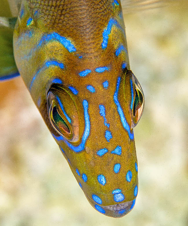 Hypoplectrus puella Bella ragazza con gli occhi ornati, come indica il nome specifico, Hypoplectrus puella è una piccola cernia caraibica, particolarmente sottile, che raggiunge pesci e crostracei negli anfratti dove le altre cernie non riescono a entrare.