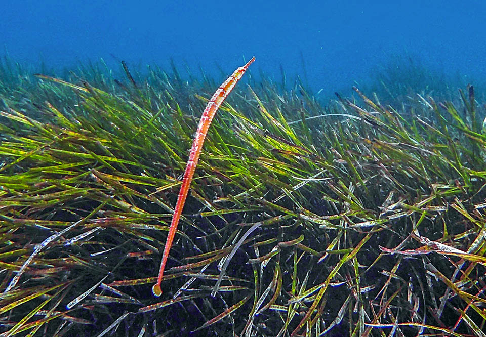 Syngnathus acus, Greater pipefish Usually 33-35 cm long, but also half a metre, Syngnathus acus loves the submerged prairies that offer easy hideouts.