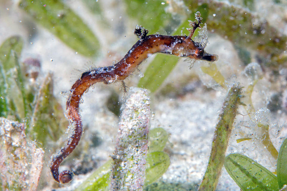 Lungo al massimo 8,1 cm, Amphelikturus dendriticus frequenta il coralligeno, i fondi detritici, le praterie sommerse e il microcosmo dei sargassi galleggianti.