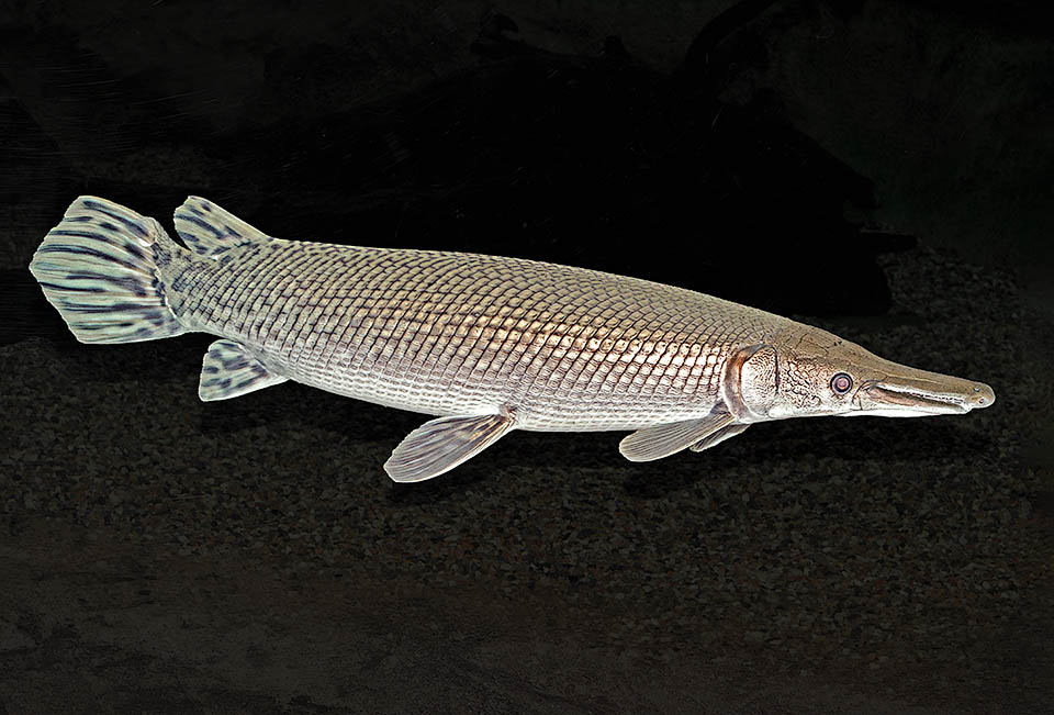 Atractosteus spatula, Alligator Gar Atractosteus spatula can exceed 3 m in length and reach 140 kg in weight, while the anal and dorsal fins located near the tail recall ancestors that existed 100 million years ago.