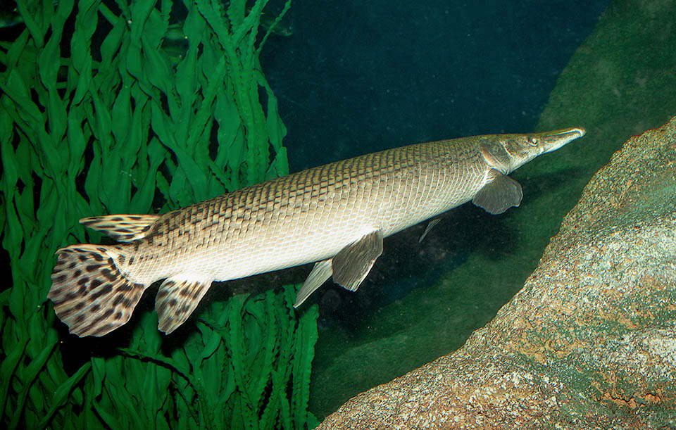Atractosteus spatula, Pez alligátor Conocido como Pez alligátor, puede alcanzar los 3 metros de longitud y se encuentra entre los 10 peces de agua dulce más grandes del mundo.