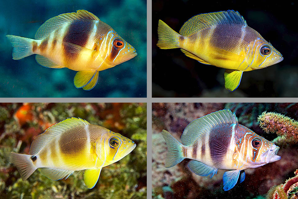 Hypoplectrus puella La livrea presenta spesso colori diversi secondo le località, ma sono sempre presenti 6 barre marroni verticali.