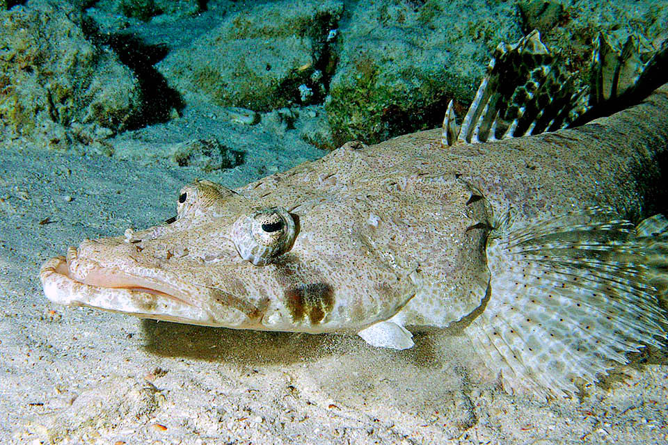 Papilloculiceps longiceps, Pesce coccodrillo Reaches 70 cm, even if it rarely exceeds 50. The ample mouth, flat, triangular and pointed, has protruding jaw and modestly sized teeth.