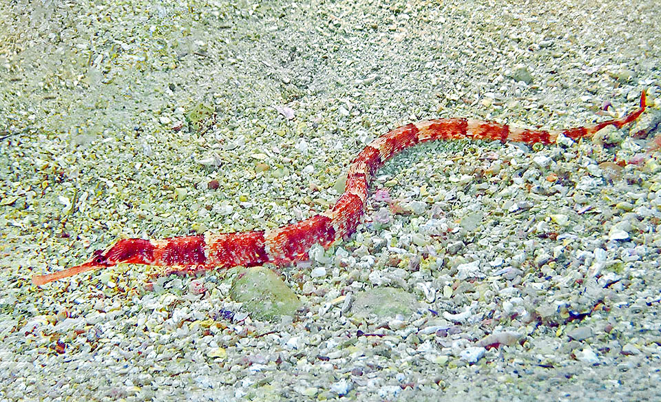 Syngnathus acus, Greater pipefish Frequent in Mediterranean and in Black Sea, Syngnathus acus is found also in East Atlantic, from Norway to the Cape of Good Hope. Then, in Indian Ocean, its presence is uncertain.