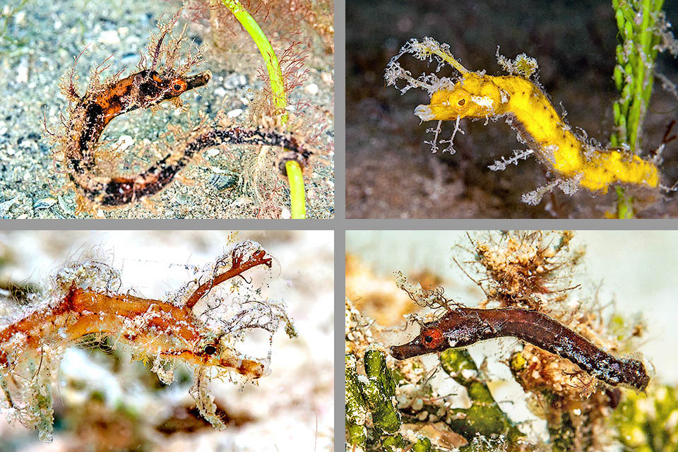 Amphelikturus dendriticus si presenta con vari colori ma è soprattutto caratterizzato dalle appendici filamentose mimetiche sparse sul corpo.