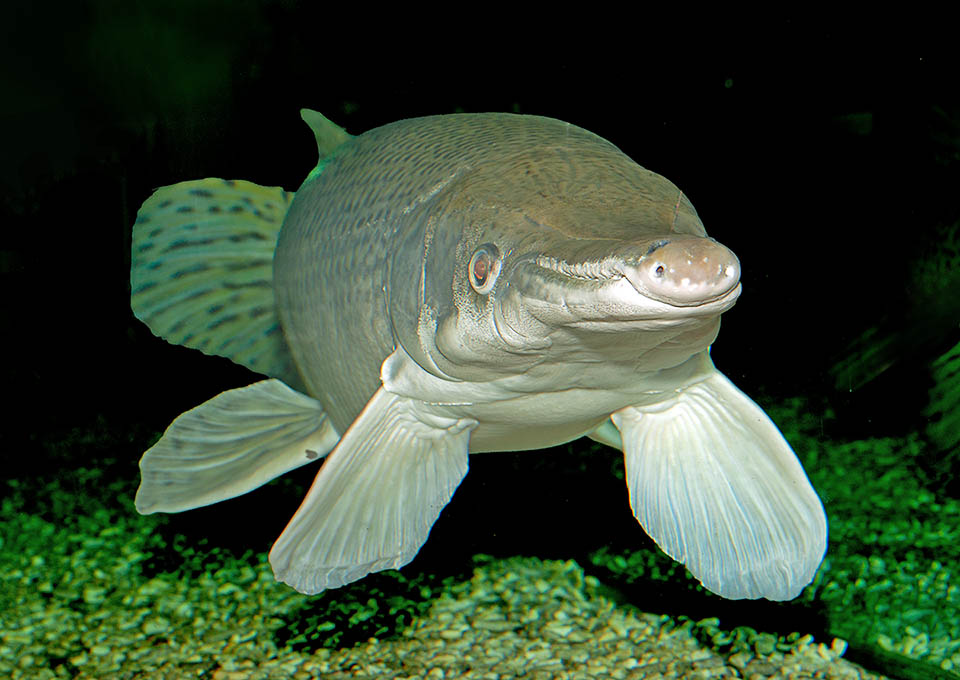 Atractosteus spatula, Pez alligátor El hocico, en forma de espátula, presenta en la mandíbula superior dos hileras de dientes sólidos, muy similares a los del Caimán, y que a menudo se venden como tales.