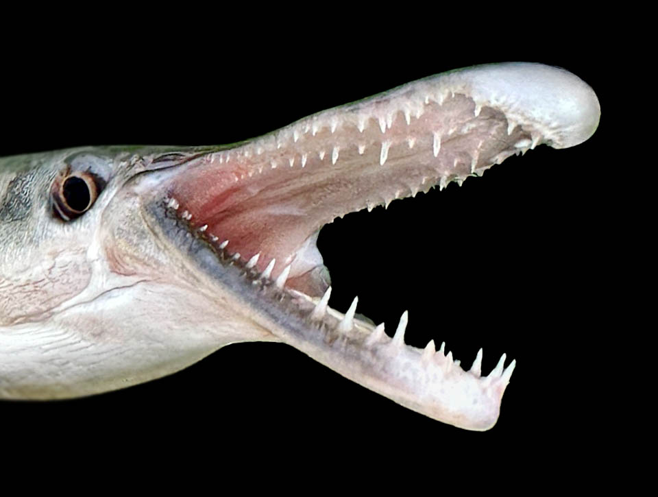 Atractosteus spatula, Alligator Gar To retain prey: the jaws are armed with rows of long, pointed, conical teeth, often sold as alligator teeth.