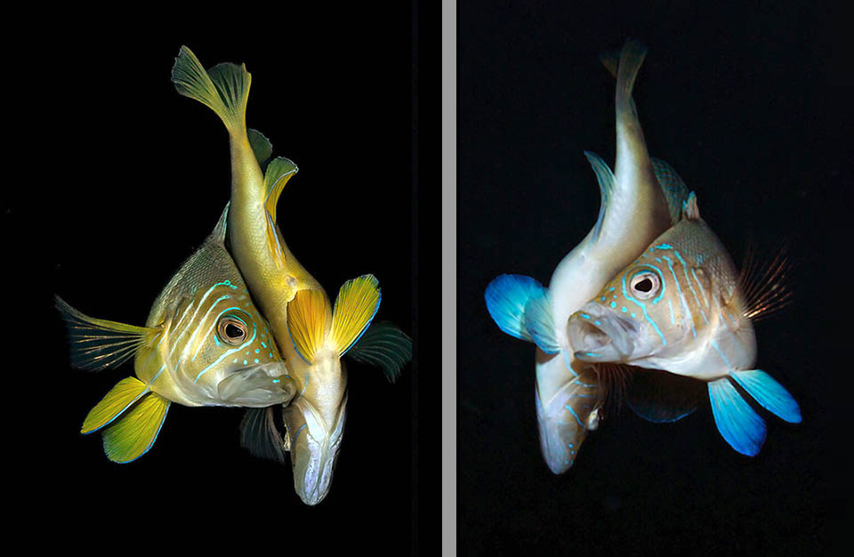 Hypoplectrus puella Hypoplectrus puella è un pesce oviparo ermafrodita sincrono: entrambi gli adulti possiedono cioè contemporaneamente le gonadi maschili e quelle femminili. Si è notato che gli accoppiamenti avvengono in genere fra pesci con gli stessi colori e alcuni autori sostengono che potrebbero essere specie diverse.
