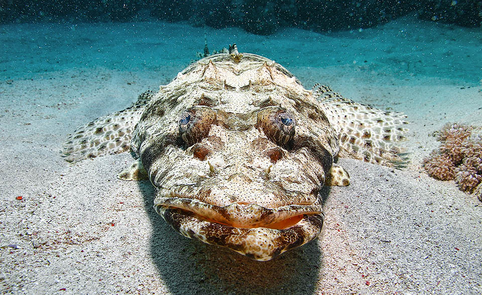 Papilloculiceps longiceps, Pesce coccodrillo The big eyes, placed in dominant position, constantly scan the surroundings because it's a camouflaged species hunting motionless in ambush.