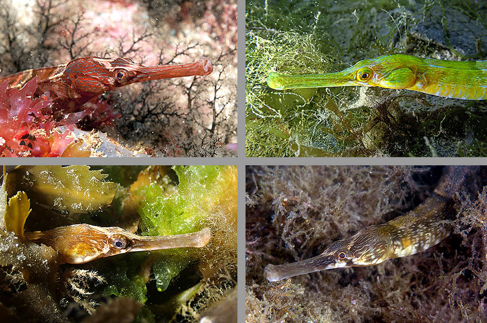 Syngnathus acus, Greater pipefish Colour variations of Syngnathus acus. The long cylindrical snout sucks like a pipette planktonic crustaceans, mostly copepods and mysids, but also small worms, larvae and young fry.