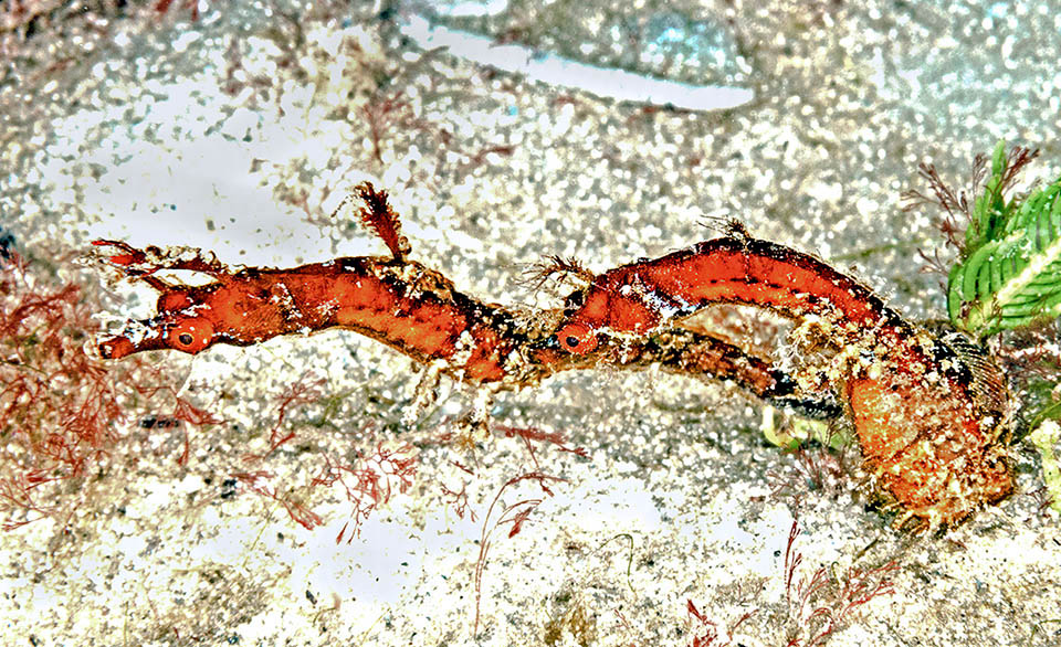 Una coppia di Amphelikturus dendriticus. Da notare a destra il voluminoso marsupio del maschio per l’incubazione delle uova.