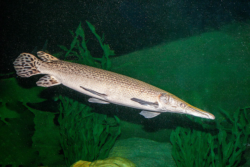 Atractosteus spatula, Pez alligátor Se reproduce en primavera en las llanuras aluviales. Su resiliencia es baja, pero dado su amplio rango de distribución, actualmente no se considera una especie en peligro.