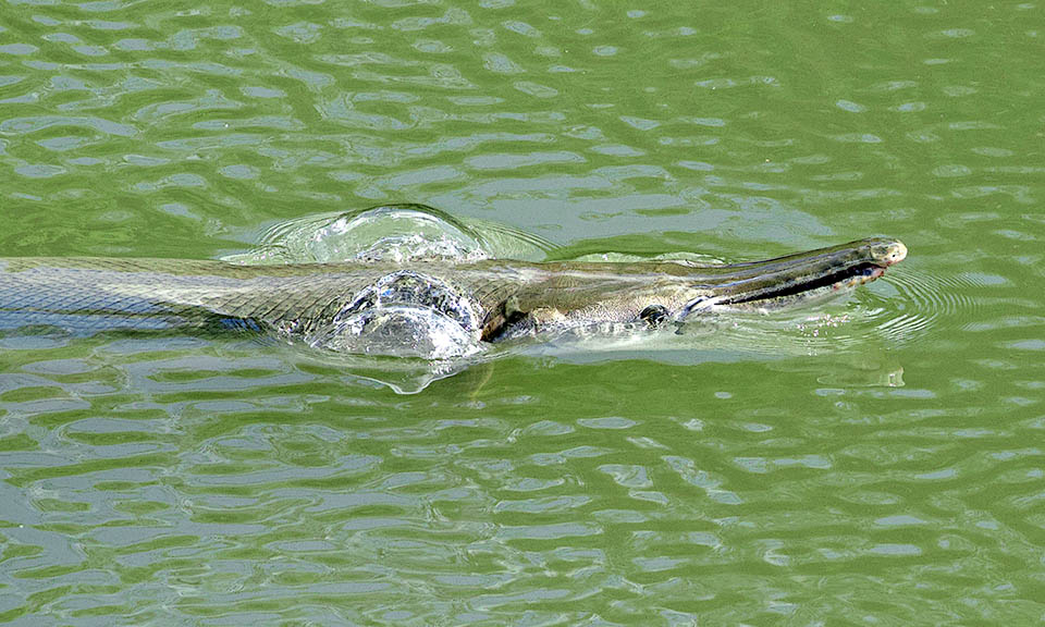 Atractosteus spatula, Alligator Gar Swimming at the surface, Atractosteus spatula can use its highly vascularized swim bladder to breathe and ambush prey, motionless like a floating log.