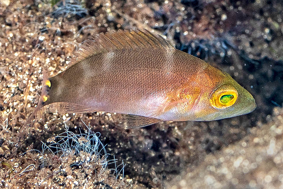 Hypoplectrus puella Un giovane. La resilienza della specie è mediocre, la vulnerabilità alla pesca bassissima, e non è comunque una specie arischio.