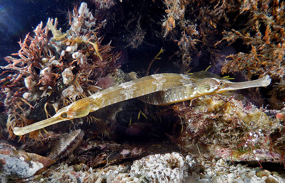 Syngnathus acus, Greater pipefish Couple. After courting, eggs are laid for fecundation in the brood pouch of the male.