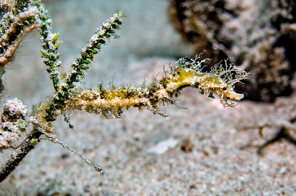 Per l’ambiente in cui vive e le modeste dimensioni l’andamento delle popolazioni è poco noto, ma Amphelikturus dendriticus non è una specie a rischio.