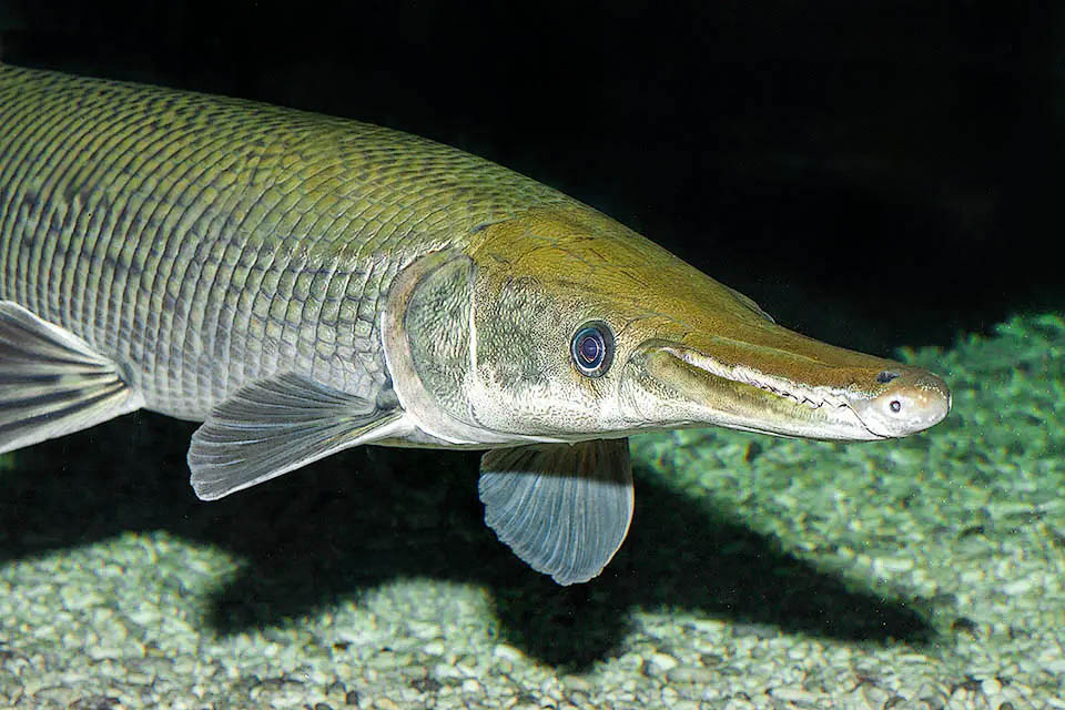 Atractosteus spatula, Alligator Gar Atractosteus spatula breeds in spring on floodplains, in shallow waters rich in aquatic vegetation. The eggs are poisonous and thus rarely preyed upon.