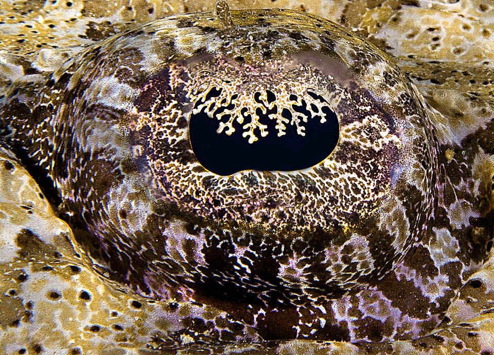 Papilloculiceps longiceps, Pesce coccodrillo They are camouflaged in the least details by mimetic designs and even iris is hidden by a fanciful lace.