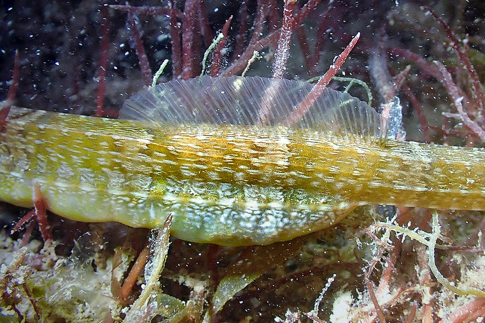 Syngnathus acus, Greater pipefish Here it is. It may keep even 400 of them, deposited in time by more females. Babies are not expelled by father but get out alone when 1,7-3,5 cm long.