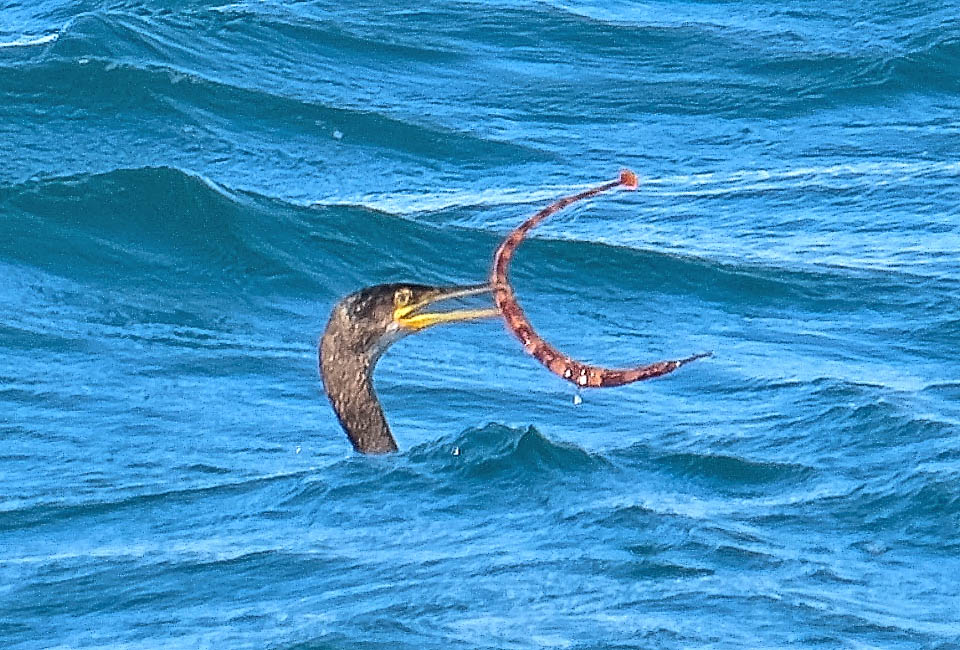 Syngnathus acus, Greater pipefish Syngnathus acus seized by a cormorant. In these cases its only defense is to stiffen the body, armoured by 18-19 bony rings.