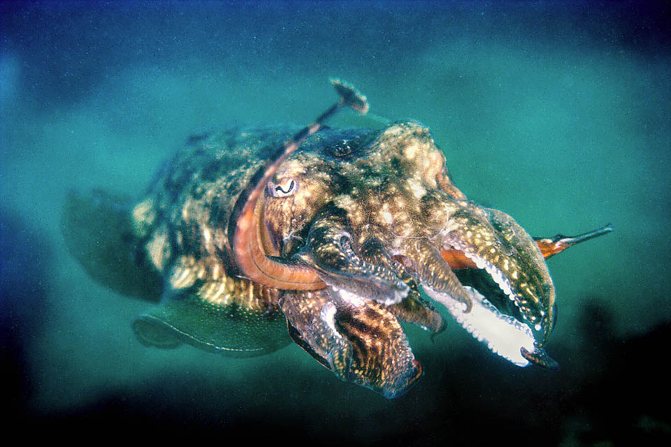 Syngnathus acus, Greater pipefish Here desperately tries to free itself from a cuttlefish wrapping it, now without hope, among its tentacles.