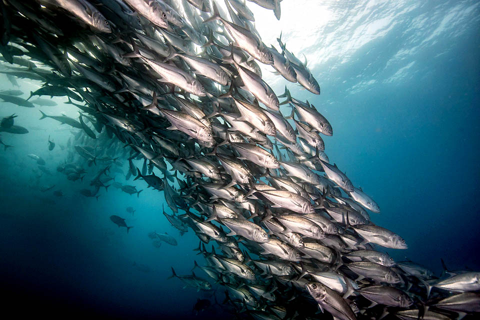 Caranx sexfasciatus es frecuente en las aguas tropicales del océano Índico y del Pacífico, pero totalmente ausente del Atlántico.