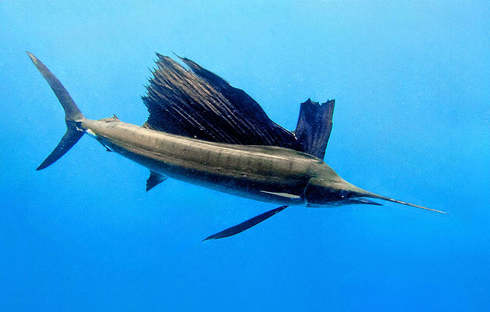 Istiophorus platypterus, Sailfish Thanks to its huge dorsal fin, that folding reduces the water resistance, Istiophorus platypterus is able to reach 110 km/h.