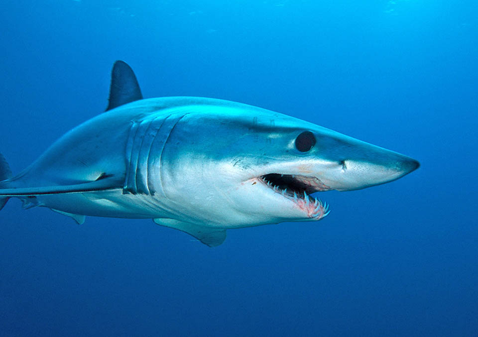 Isurus oxyrinchus, Squalo mako pinna corta Affusolato, col suo inconfondibile naso appuntito, Isurus oxyrinchus è lo squalo più veloce del mondo.